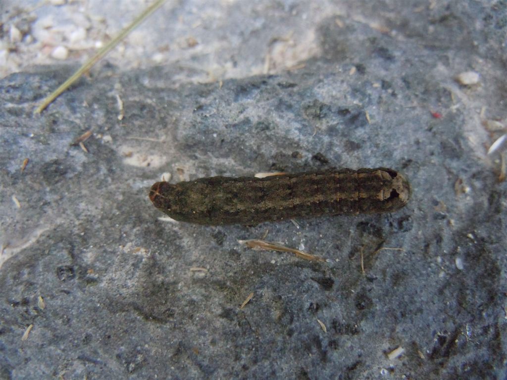 Bruco da id. - Spodoptera littoralis (ciclo completo)